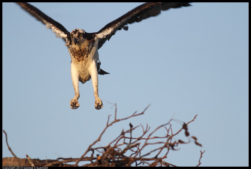0524-153509-05.jpg - Osprey