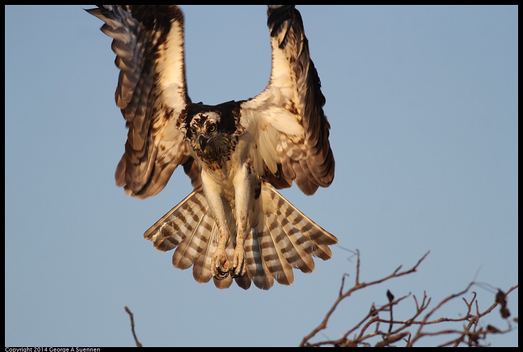 0524-153510-02.jpg - Osprey