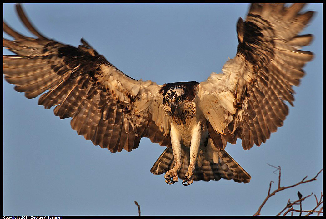 0524-153510-03.jpg - Osprey