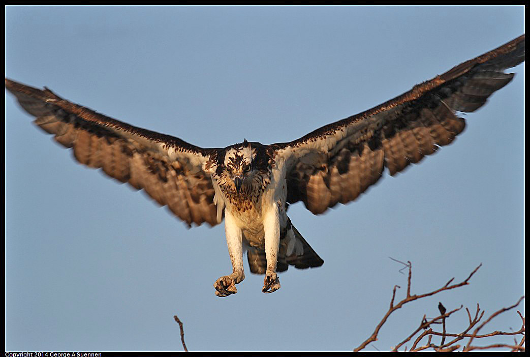 0524-153510-04.jpg - Osprey