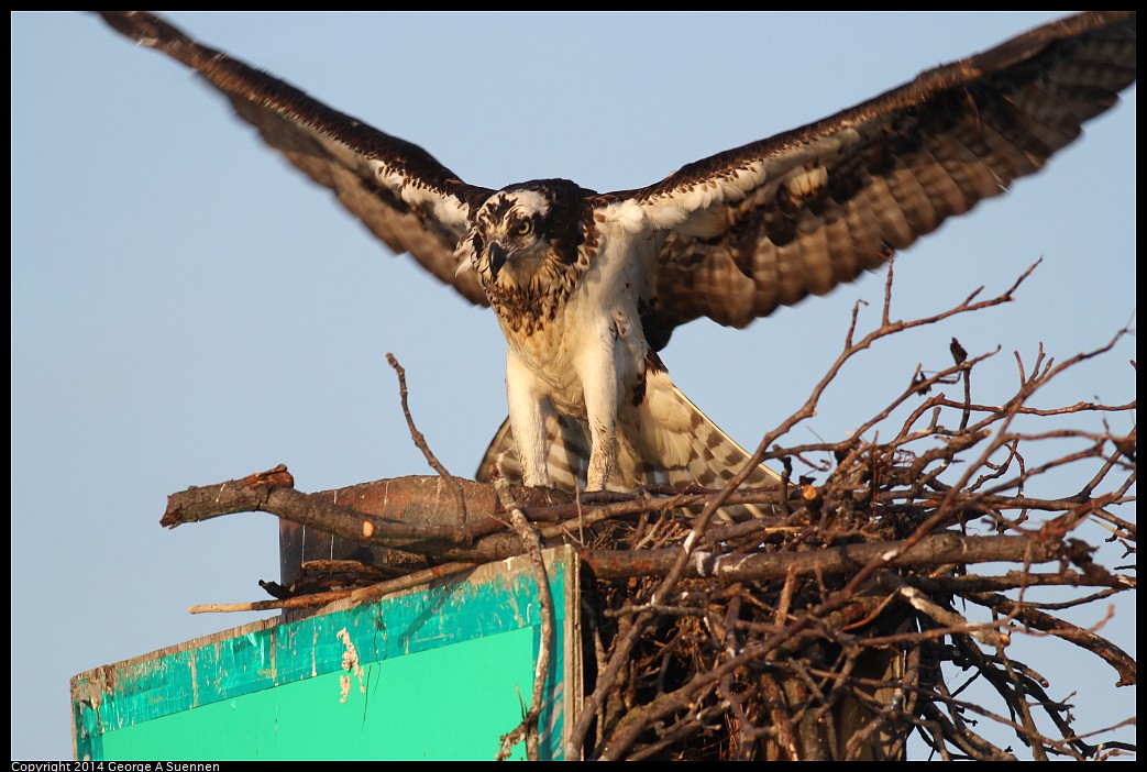0524-153511-04.jpg - Osprey