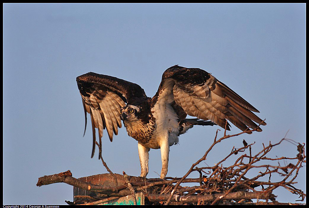 0524-153513-03.jpg - Osprey