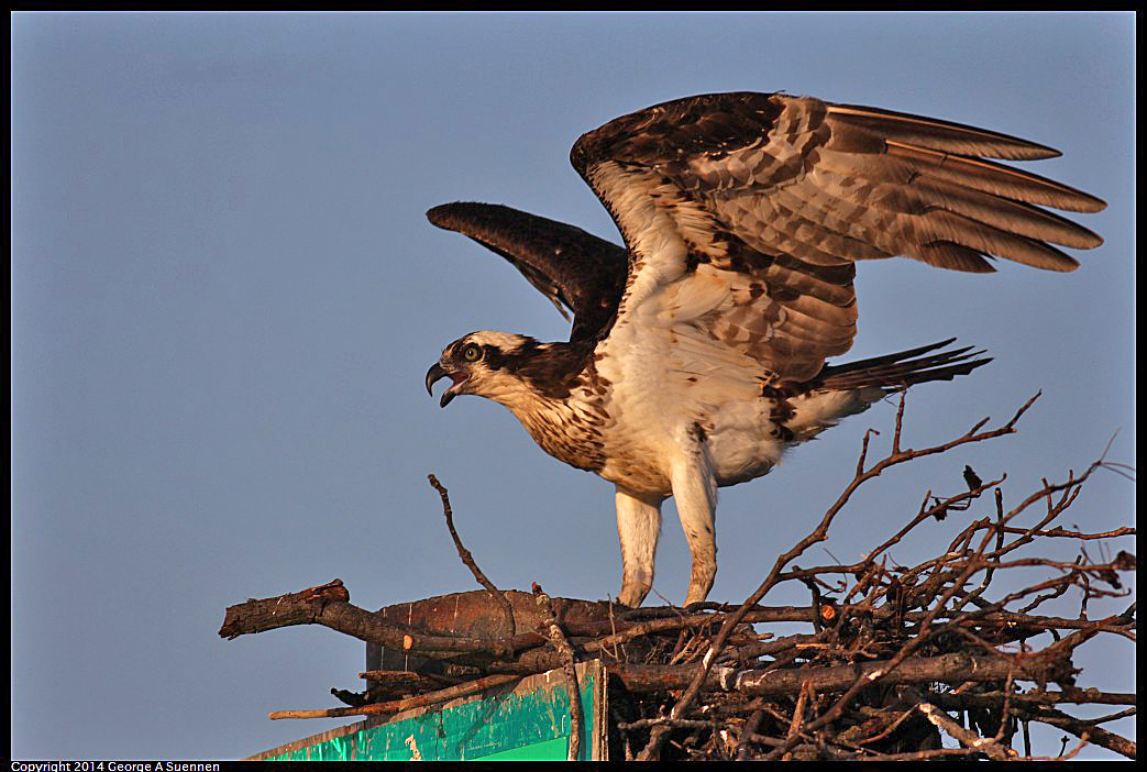 0524-153515-01.jpg - Osprey