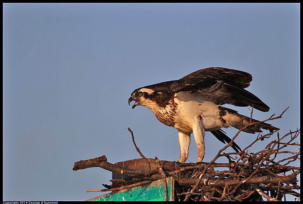 0524-153515-03.jpg - Osprey