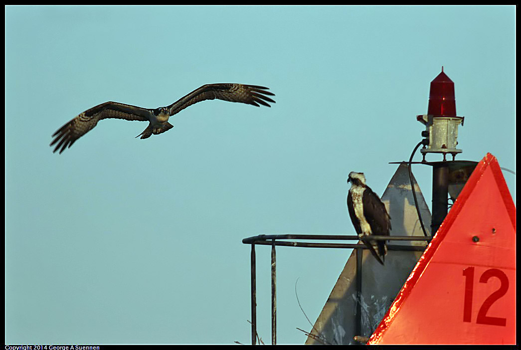 0524-154733-04.jpg - Osprey