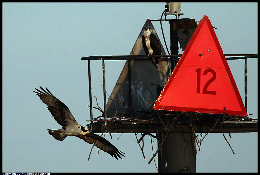 0524-154738-02.jpg - Osprey