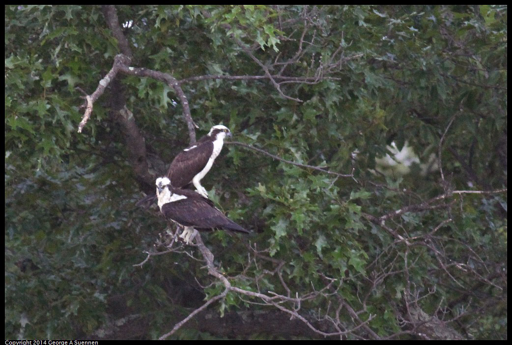 0524-155055-01.jpg - Osprey
