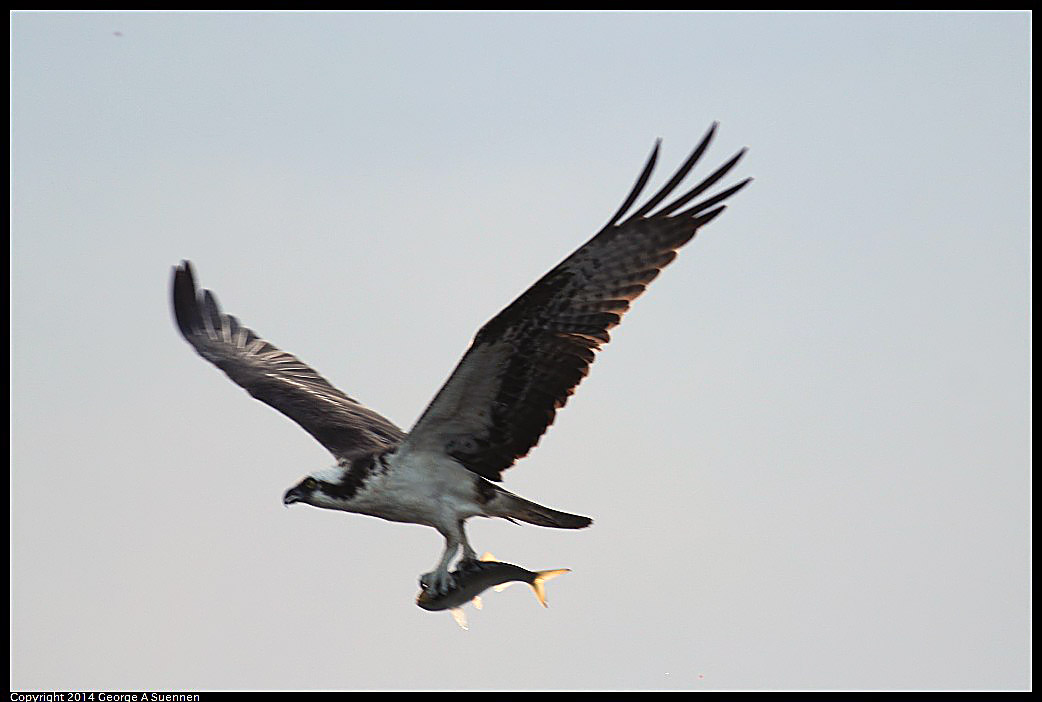 0524-155517-05.jpg - Osprey