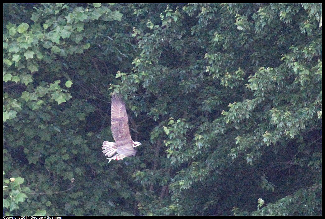 0524-155535-02.jpg - Osprey