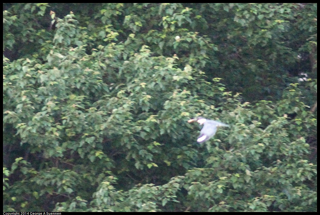 0524-155805-04.jpg - Belted Kingfisher (Id only)